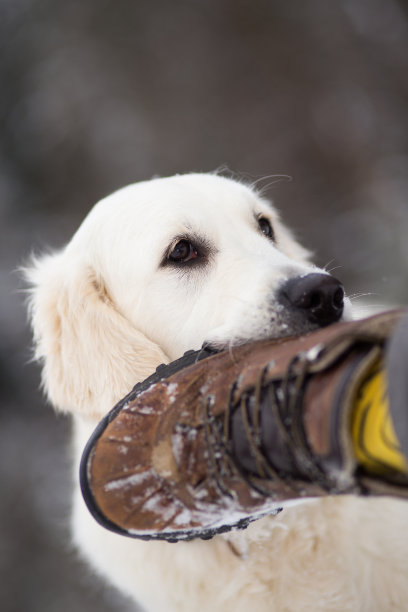 金毛猎犬咬人的脚图片下载