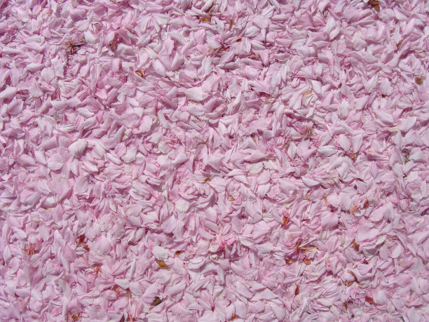 粉红色的花瓣花瓣图片下载