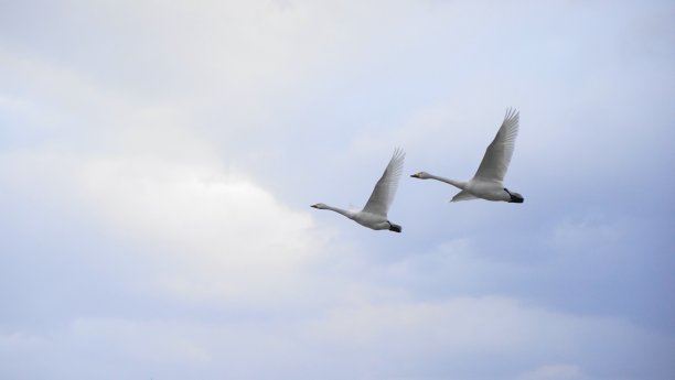 一对天鹅夫妇图片下载