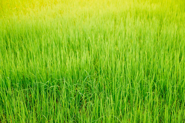 场水稻绿色图片下载