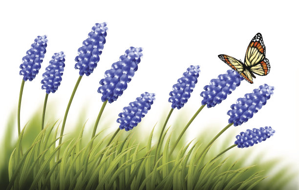 美丽的薰衣草背景与蝴蝶。向量。图片下载