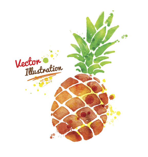 水彩菠萝。图片下载