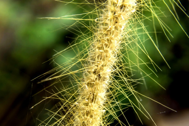 未知的植物图片下载