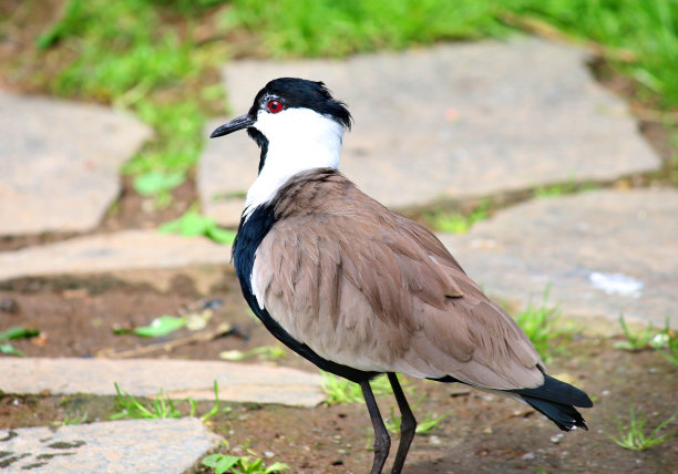 刺翅田凫鸟图片下载