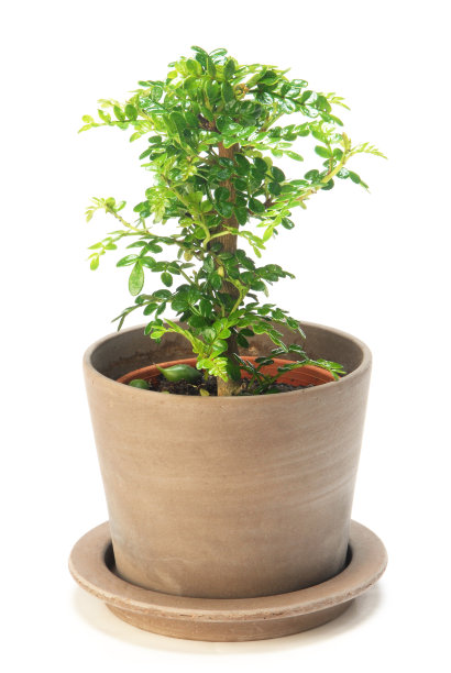 胡椒树图片下载