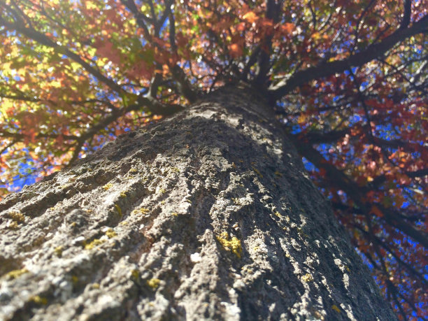 堪萨斯农场秋天的树图片下载