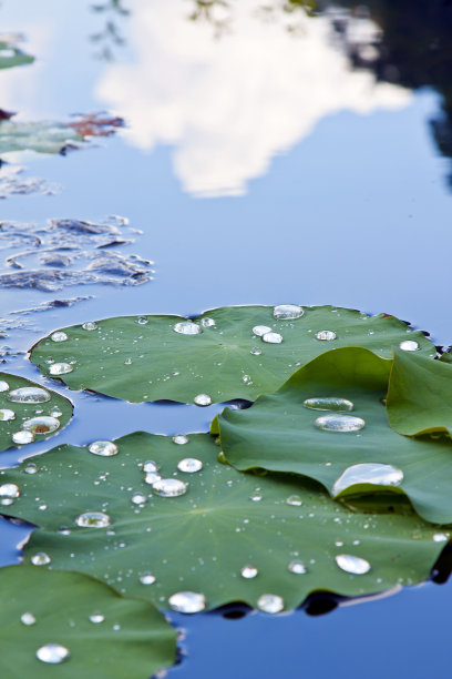 花园里的荷叶素材图片