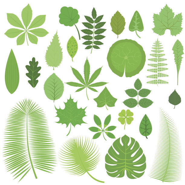 叶集矢量图图片下载