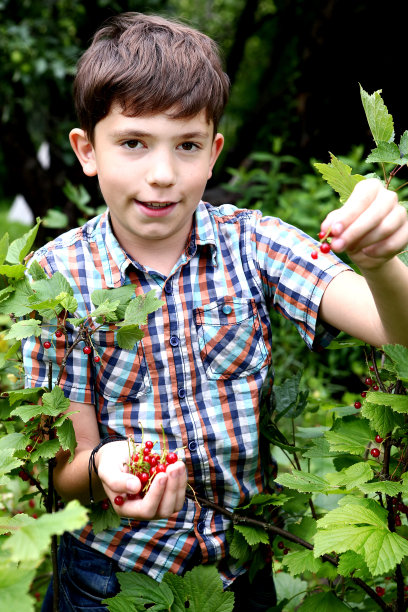 十来岁的男孩从灌木丛中收集红色电流图片下载