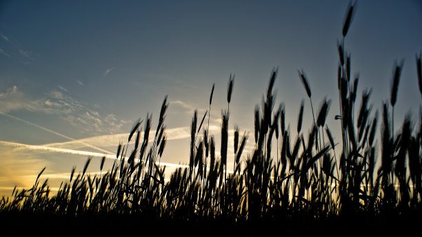 日落前谷物的轮廓图片下载