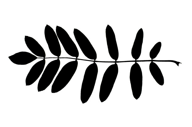 真实的月桂叶剪影孤立图片下载