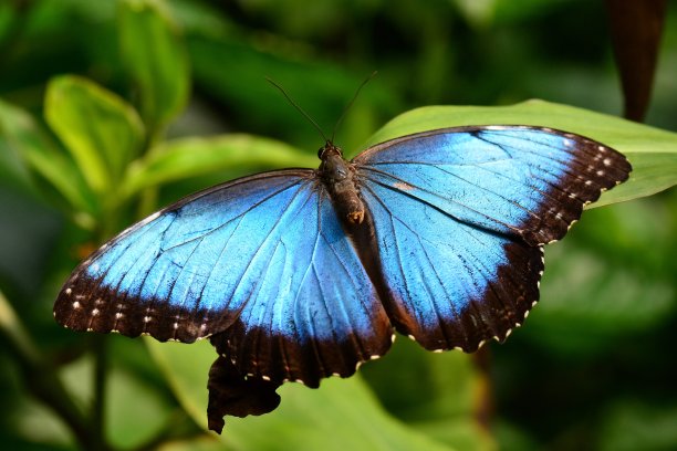 蓝色莫福黄油图片下载