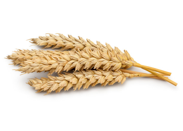 小麦干耳素材图片