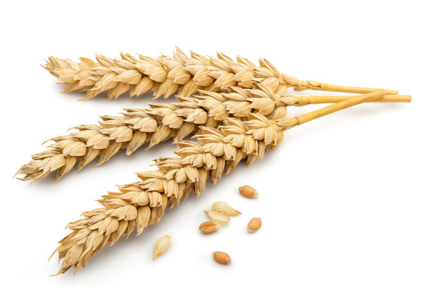 小麦照片素材ID：121697440