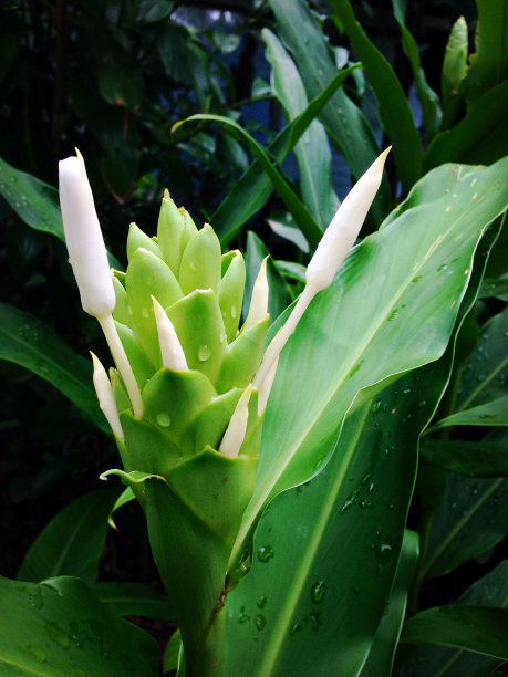 盛开的绿图片下载