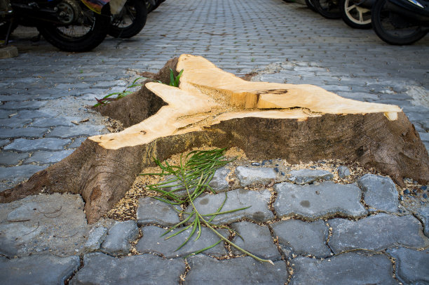 Stump:为什么我们不能和大树住在一起图片下载