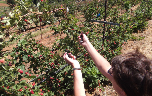 浆果采摘2图片下载