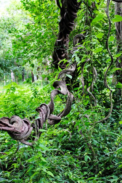 藤本植物图片下载