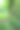 藤本植物图片下载