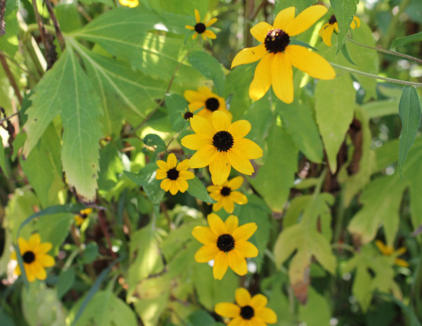 黄色的野花图片下载