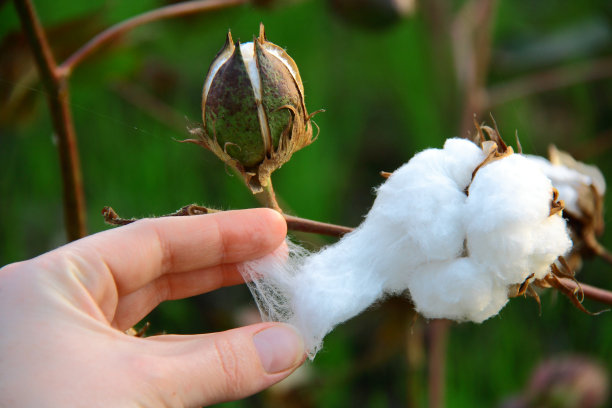 日落时分的棉花田图片下载