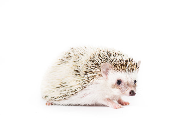 宠物刺猬图片下载