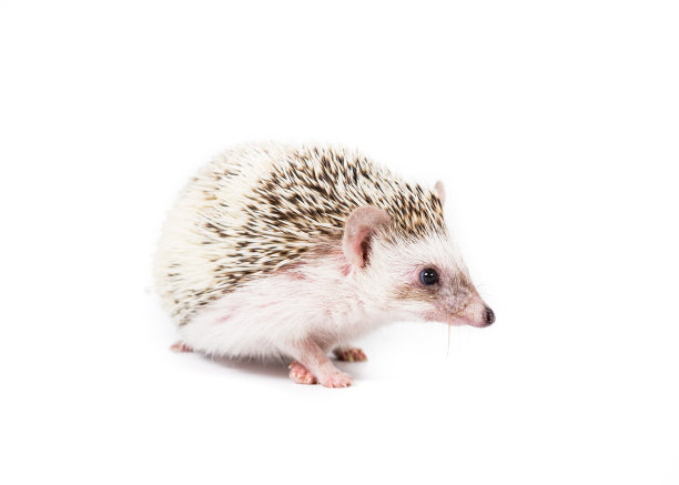 侏儒刺猬图片下载