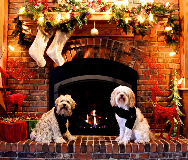 两个西藏犬图片下载