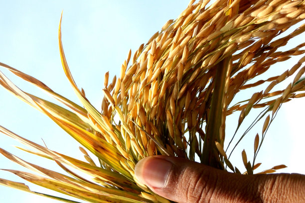 大米的手图片下载