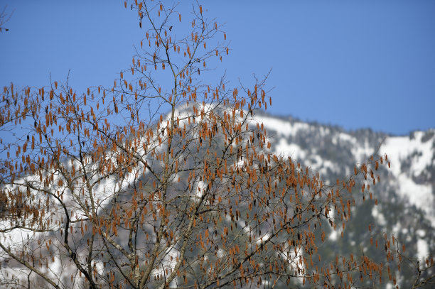 北阿尔卑斯山的树图片下载