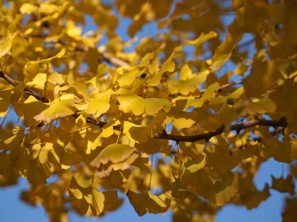 亚洲秋天的黄色银杏叶图片下载