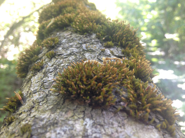 原木上的苔藓图片下载