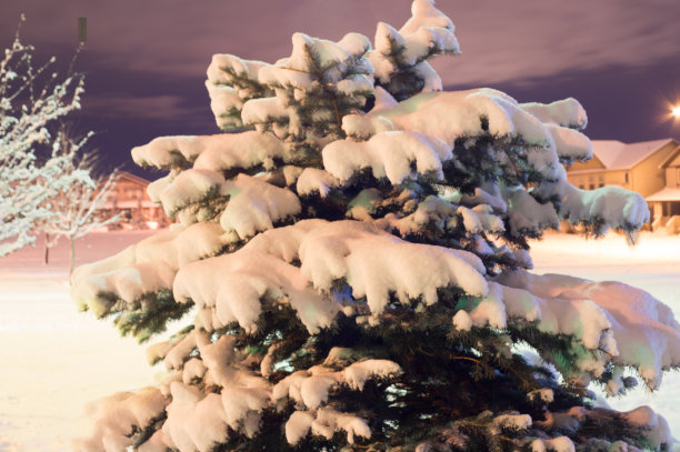 紫色天空下的雪树图片下载