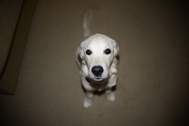 dis幼犬图片下载