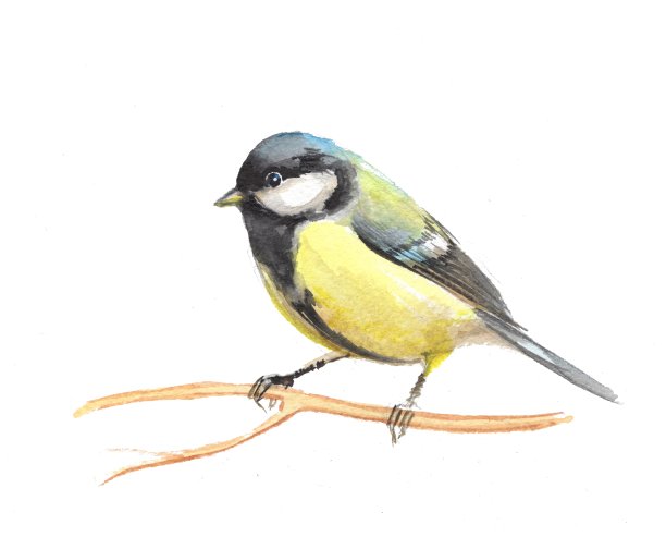 可爱的小鸟。水彩山雀1图片下载