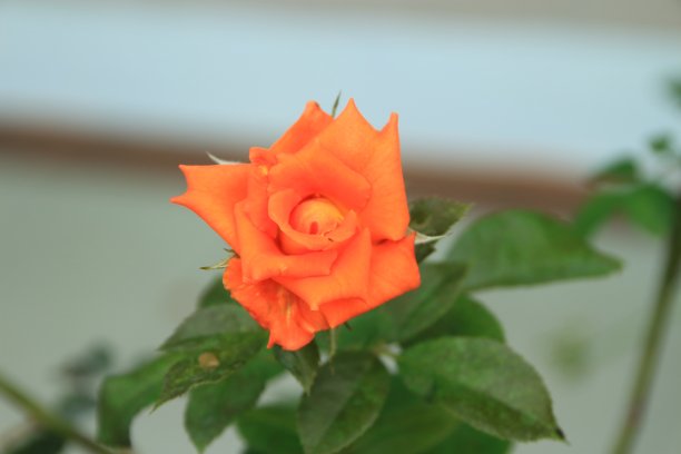 橙玫瑰图片下载