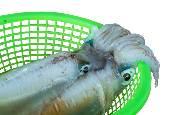 新鲜鱿鱼在市场上的白色背景图片下载