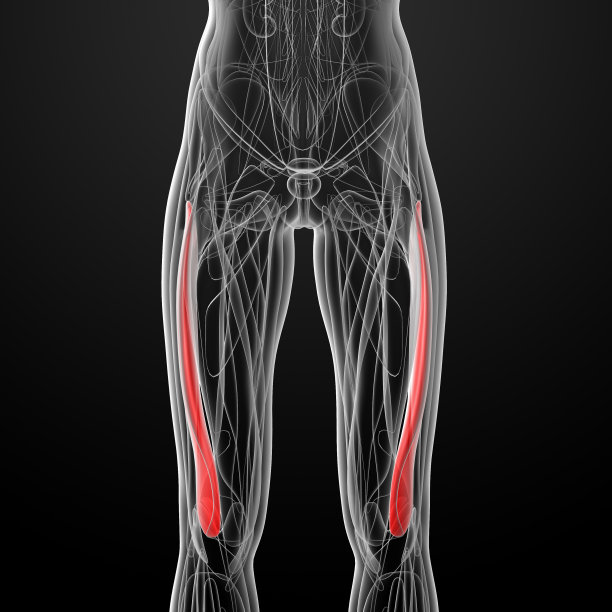 股外侧肌的医学说明图片下载