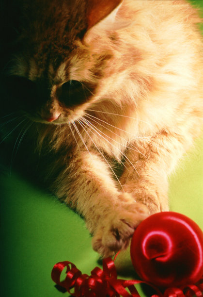 猫和球图片下载