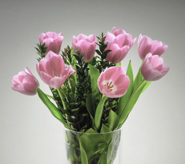 郁金香图片下载