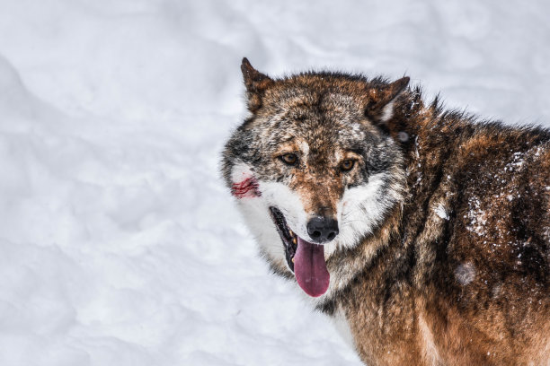 灰太狼在雪地里图片下载
