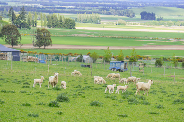 新西兰一个美丽的牧羊场里的一群羊图片下载