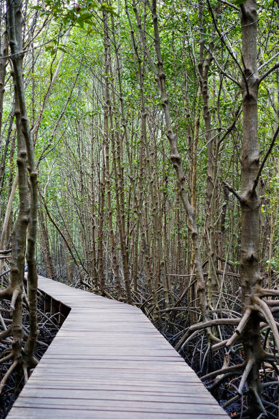 在红树林中漫步图片下载