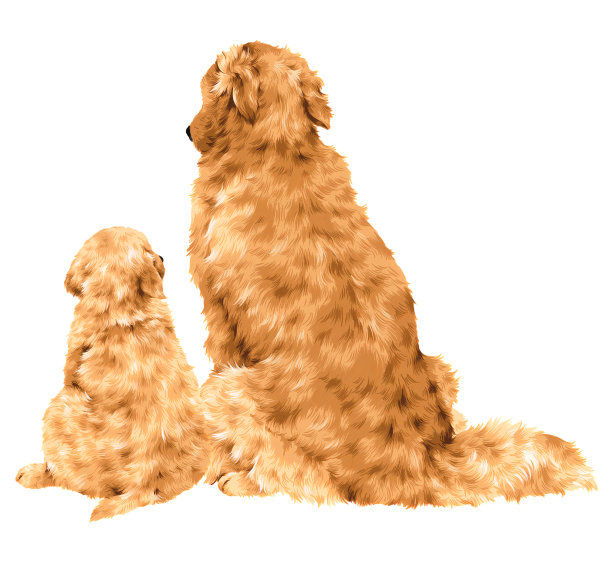 漂亮的狗图片下载