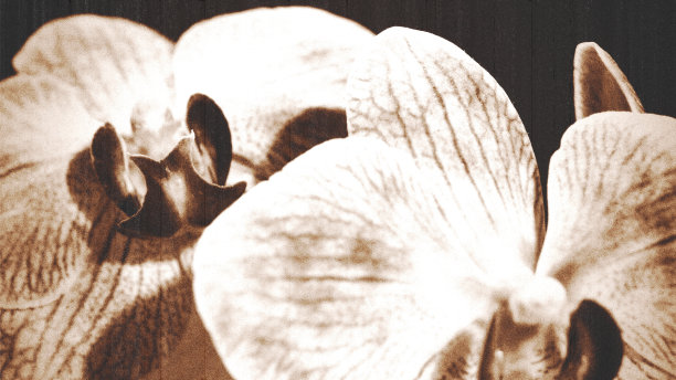 美丽的兰花。抽象复古风格的花卉背景图片下载