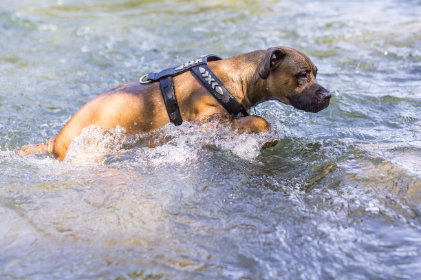 狗游泳图片下载