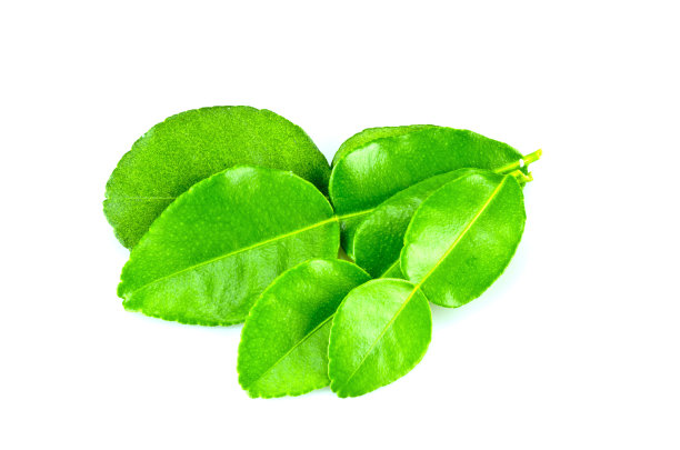 非洲高粱叶三图片下载