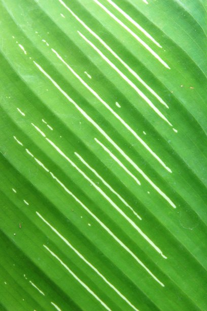 垂直模式的树叶从树上图片下载