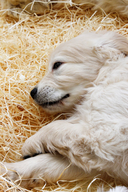 金毛猎犬图片下载