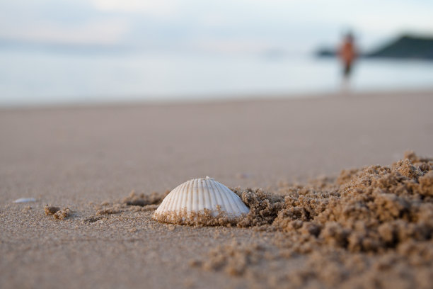 壳牌在沙地上图片下载